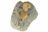 Two Fossil Ammonites (Sphenodiscus) - South Dakota #189323-3